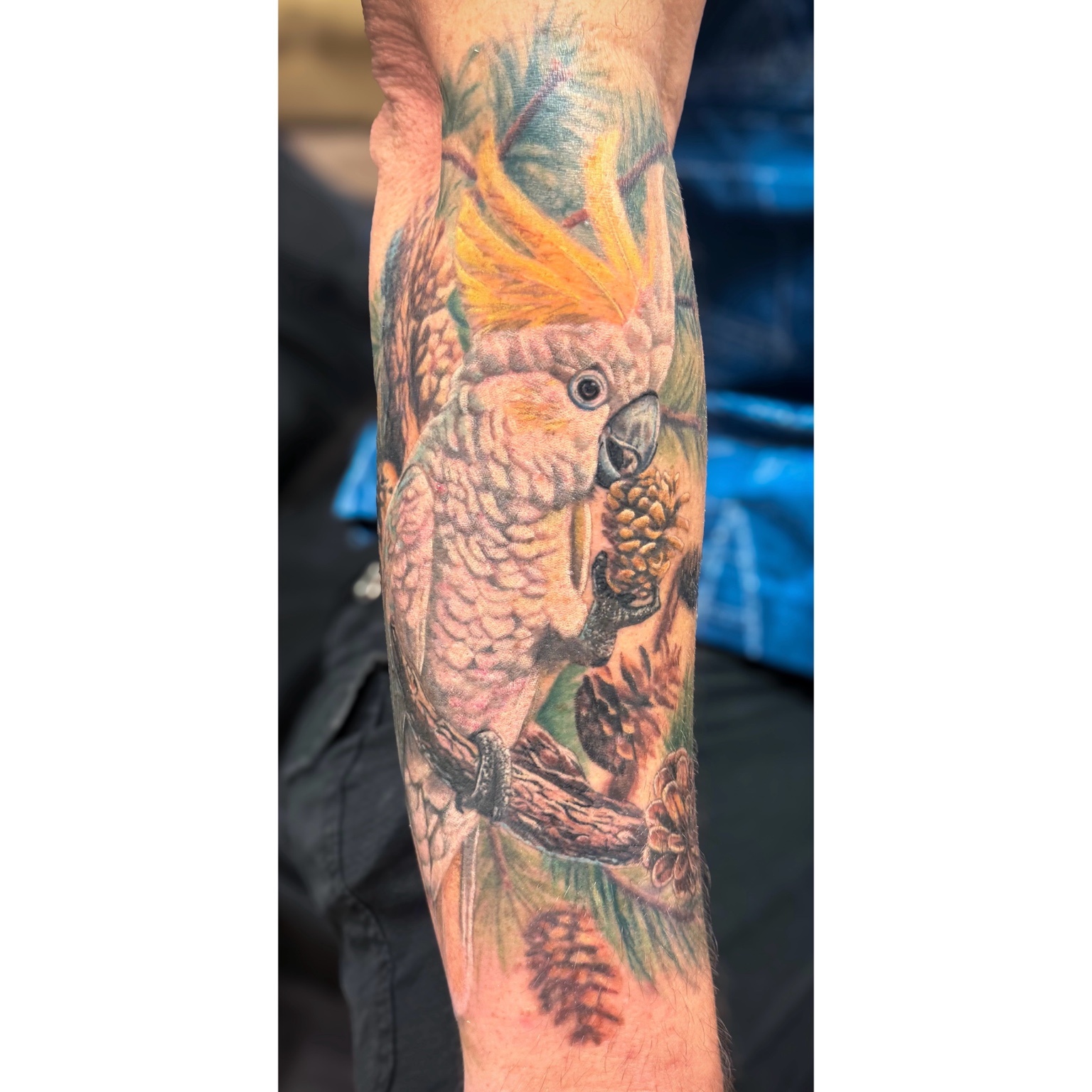 Color realism parrot tattoo by Kai
